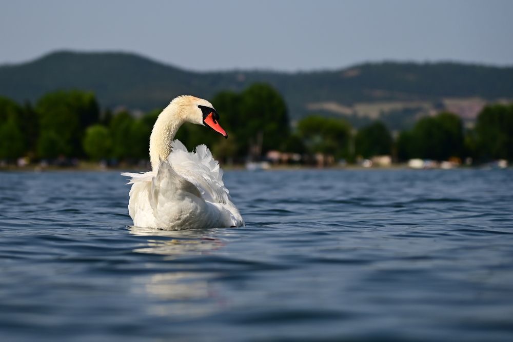 Photograph by Светлана Ивановна