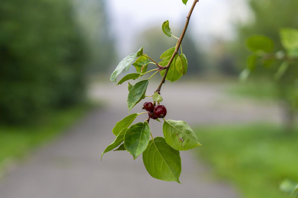 Photograph by Александр Пургин