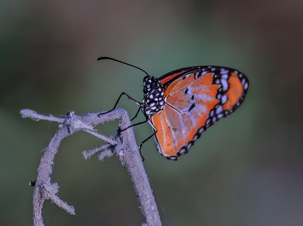 Photograph by Марина Ческис
