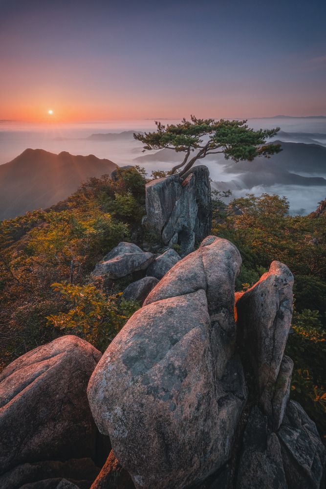 Lonely pine tree on top of Daedunsan mountain