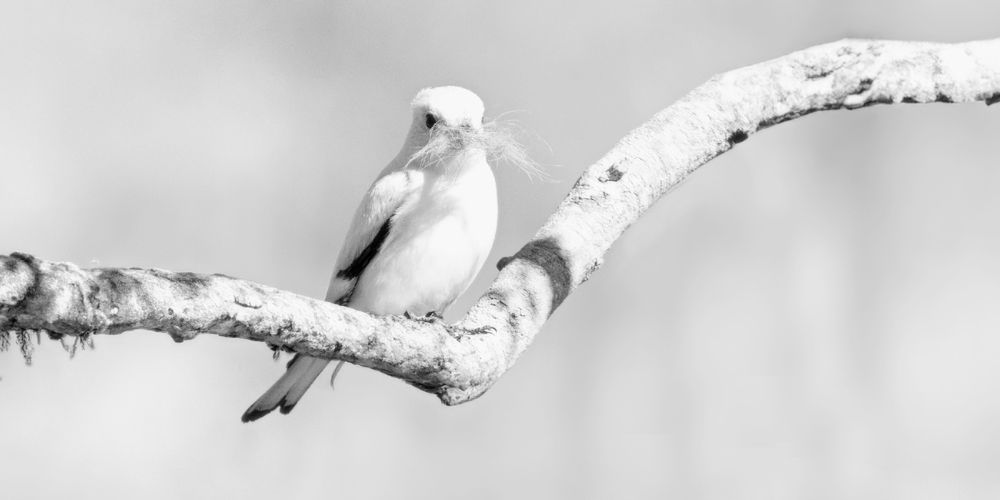 Фотография автора Carlos Gianoli