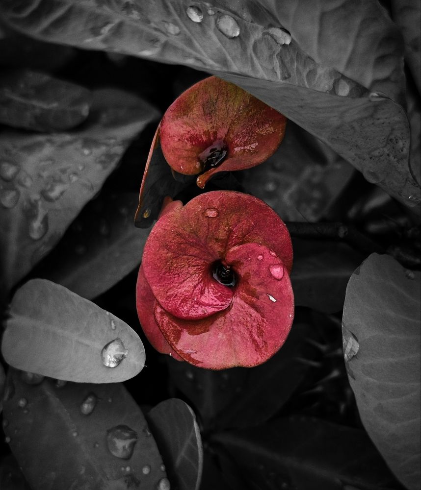 Photograph by Kunwar Krishna Rajput