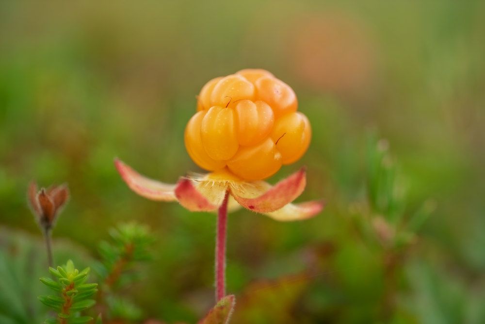 Photograph by Марина Зборацкая