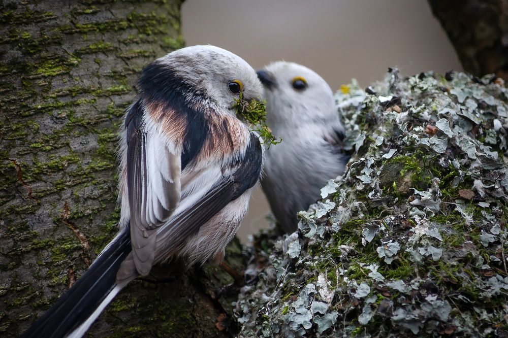 Photograph by Оксана Маховская