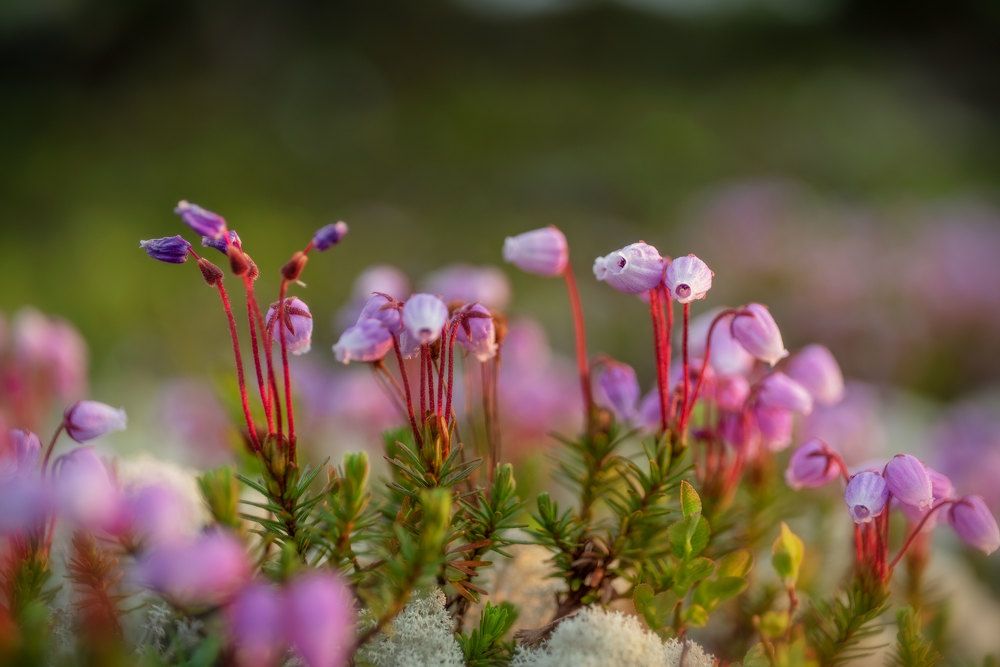 Филлодоце голубая