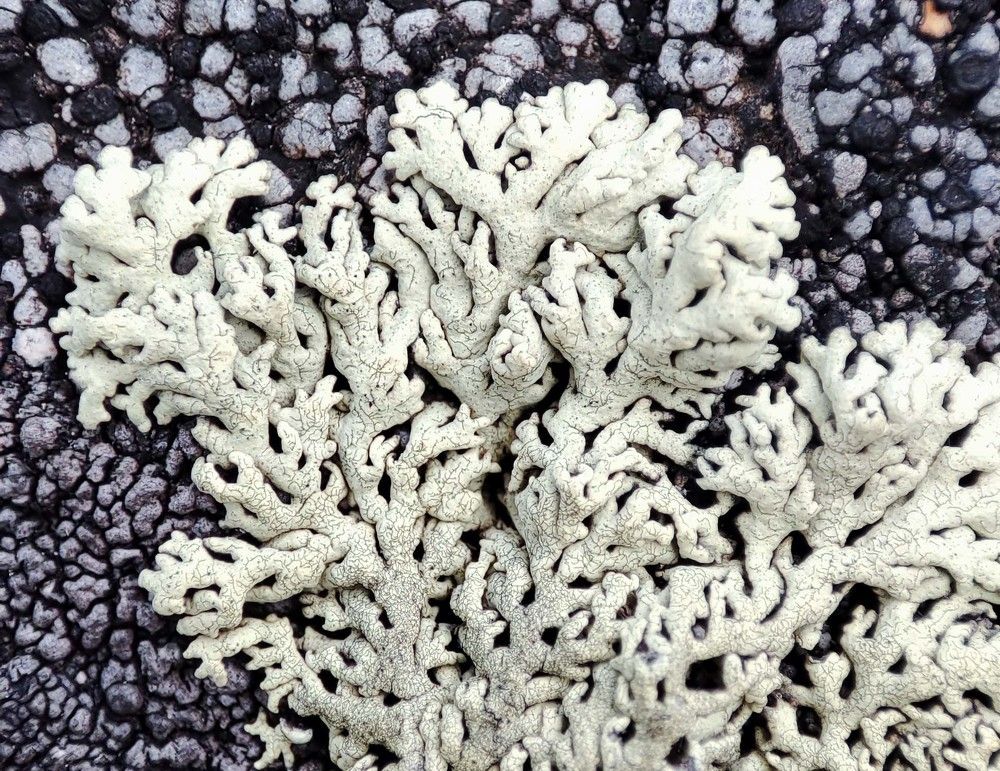 Фотография автора Александр Довганюк