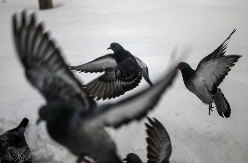 Photograph by Баженова Наталья