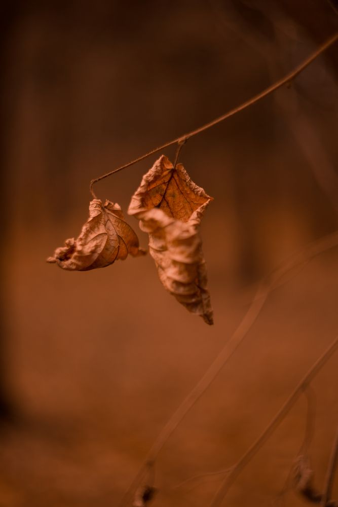 Photograph by Оксана Корепанова