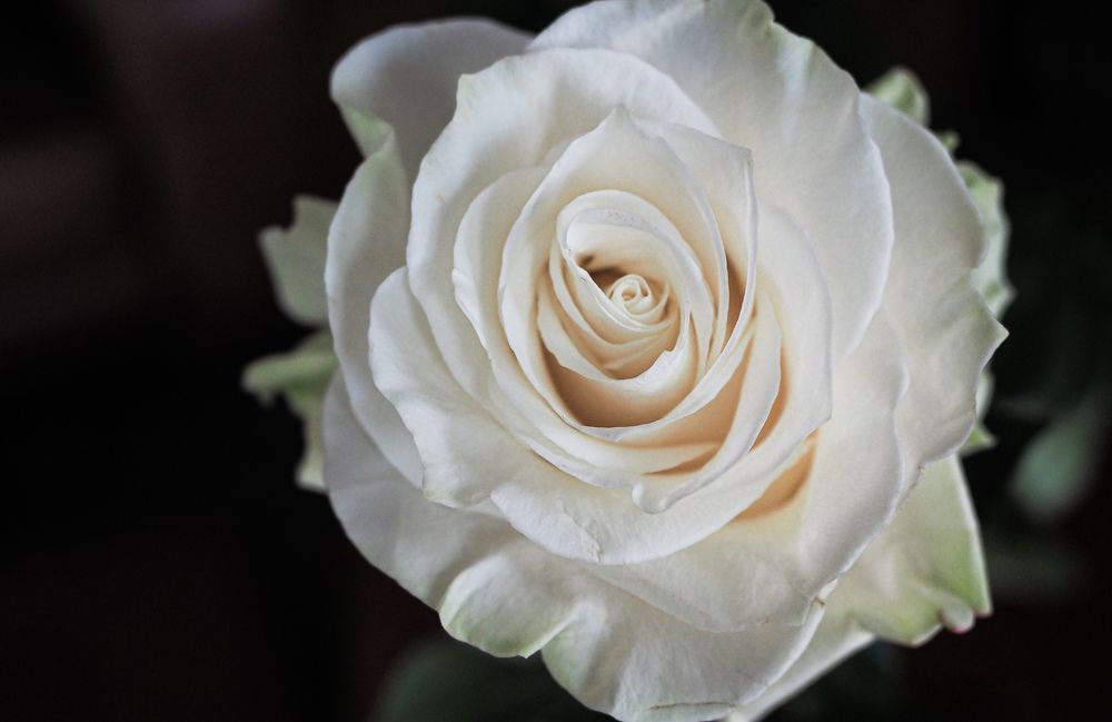 Photograph by Irina Ebral