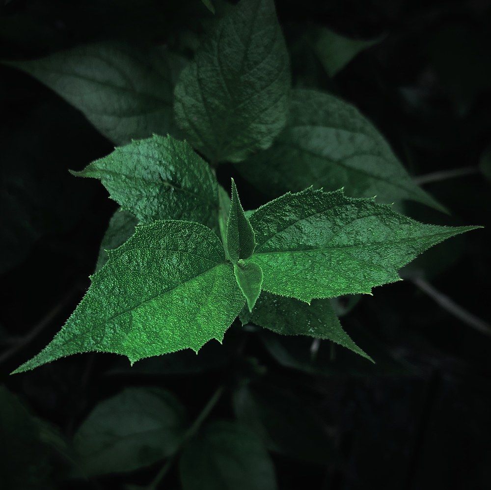 Photograph by Kunwar Krishna Rajput