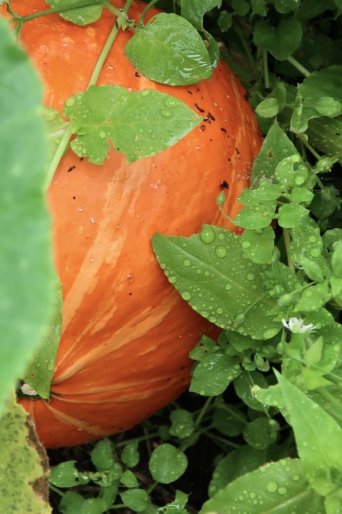 Photograph by Надежда