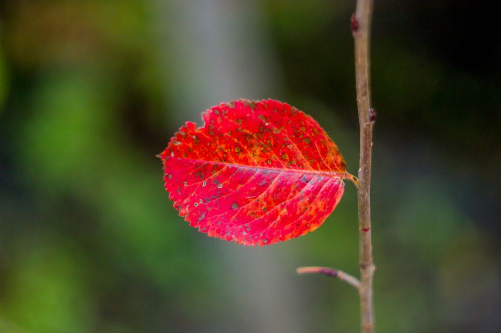 Photograph by Анна Захаренкова