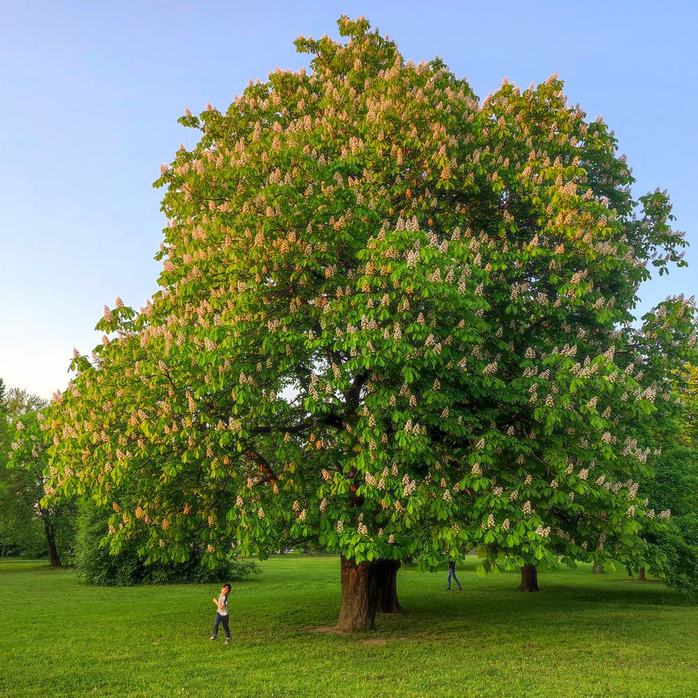 Photograph by Эрика Чечерина