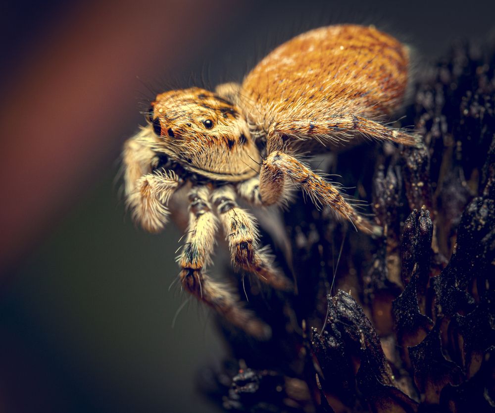 Photograph by Игорь Толкачев