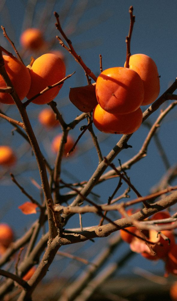 Photograph by Taтьяна Войлокова