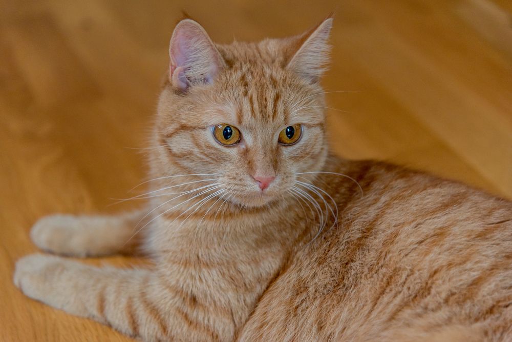 Photograph by Анна Захаренкова