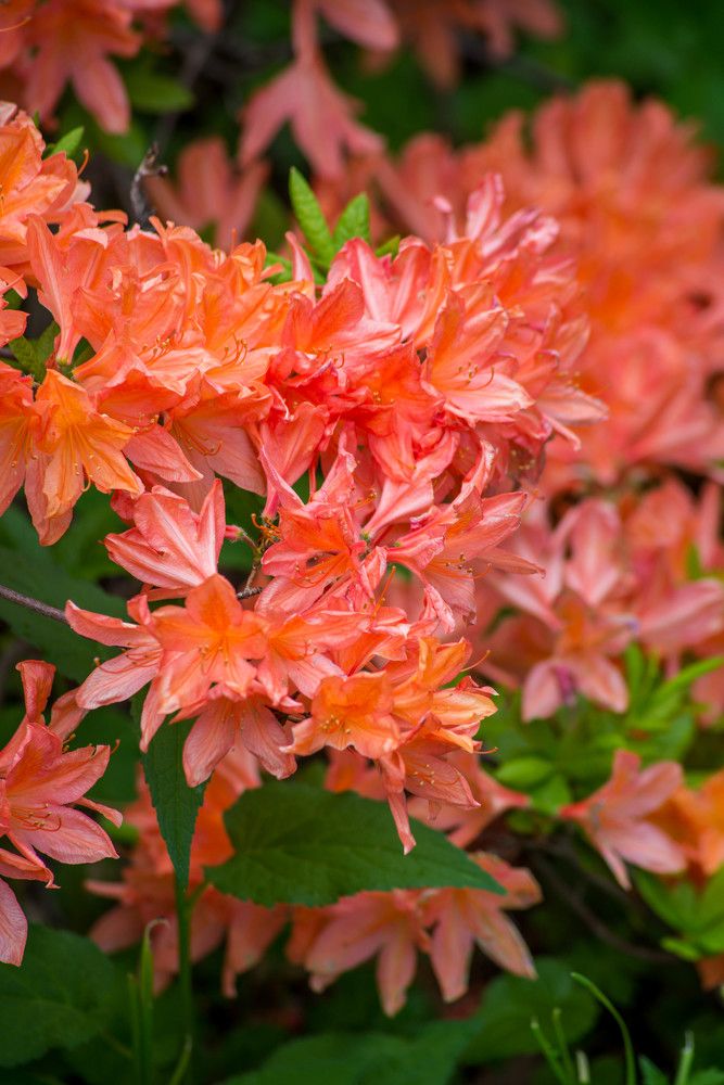 Photograph by Ирина