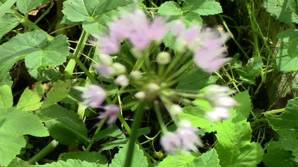 Photograph by Ирина Степановна Азаренкова