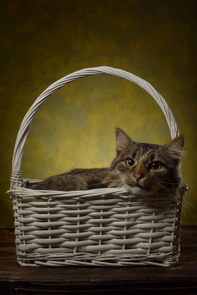 Фотография автора Сизов Кирилл