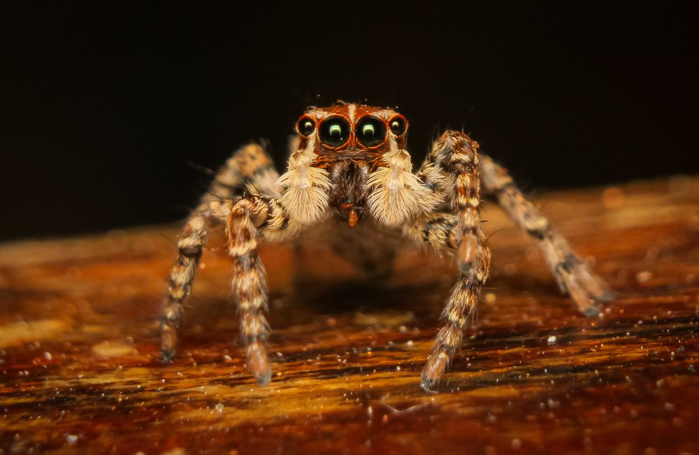 Photograph by Bruna Pinto Pereira