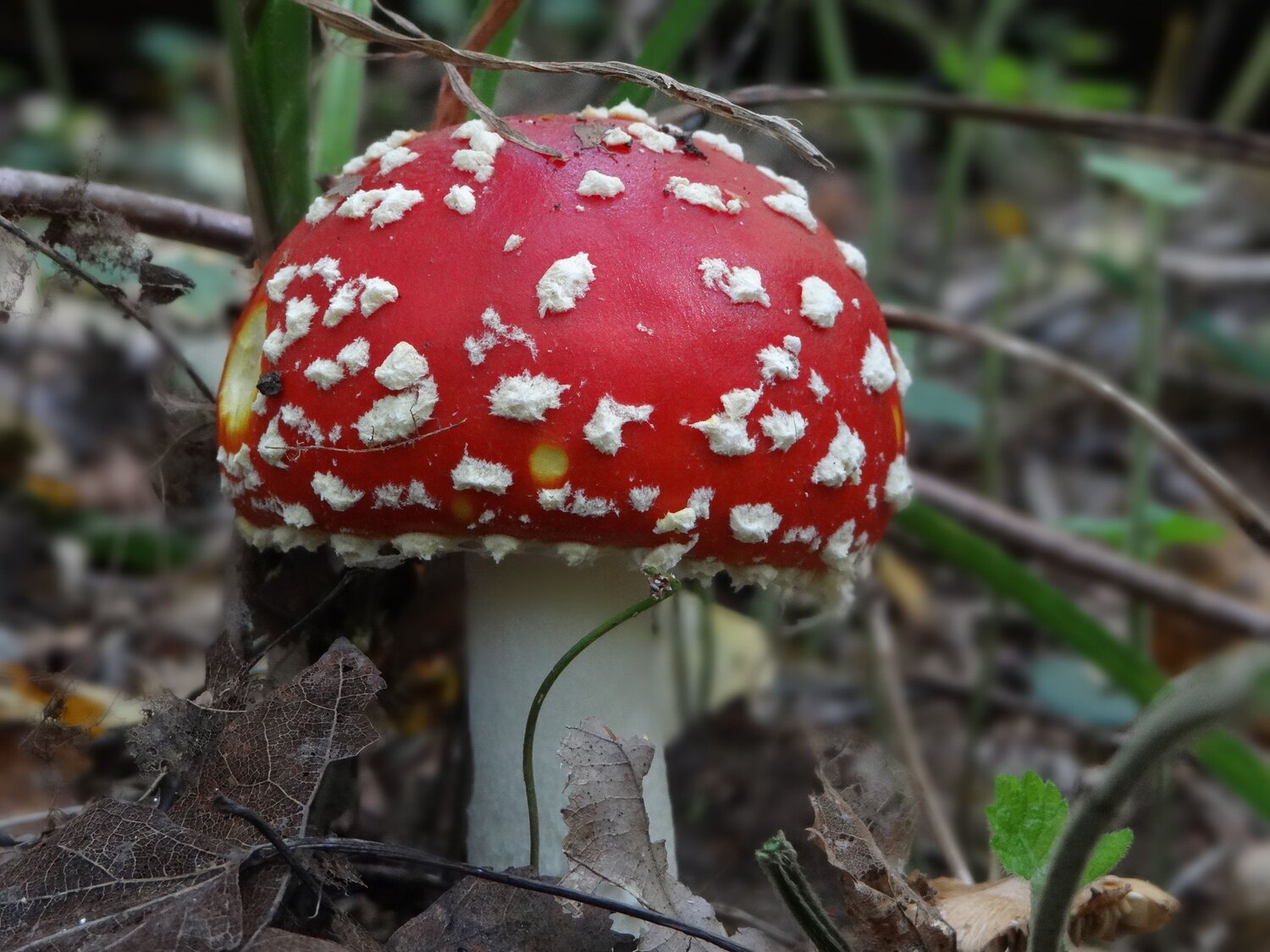 Photo #9560709