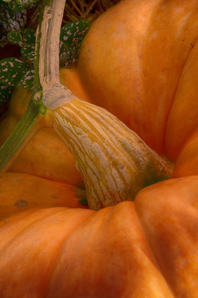 Photograph by Анна Липоткина