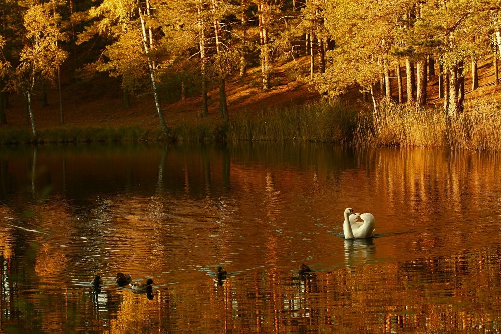 Photograph by Татьяна Шандромайло