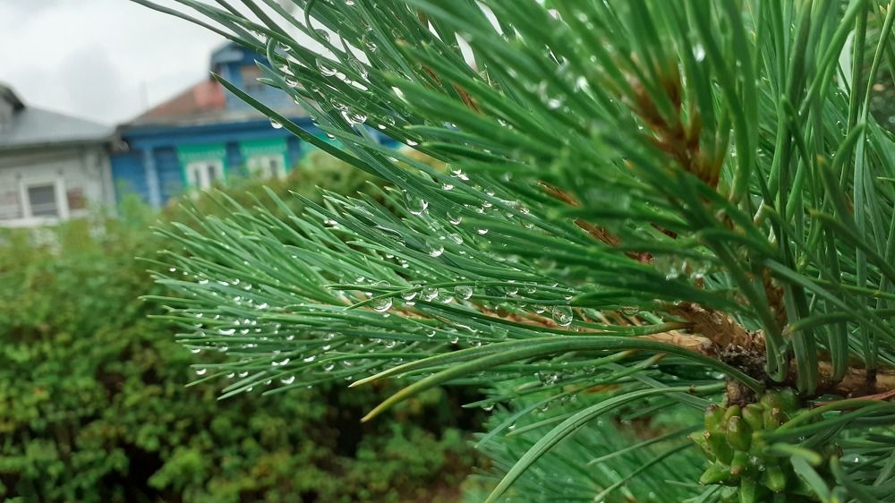 Photograph by Елена Лещева