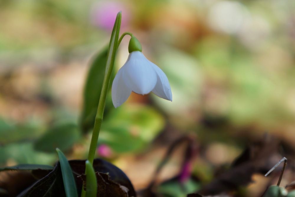 Фотография автора Ali VARILCI