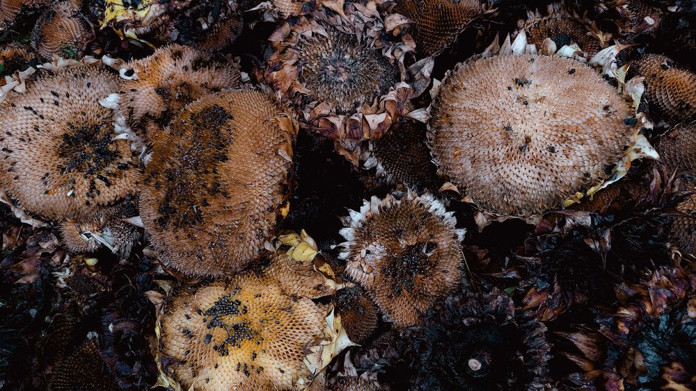 Photograph by Андрей Серый