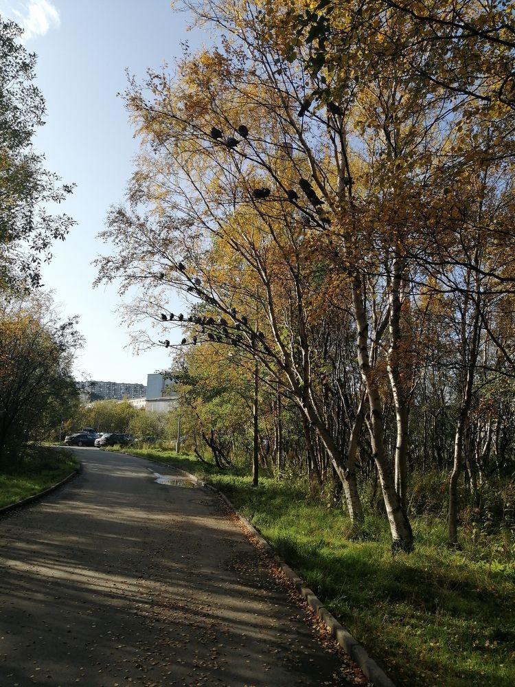 Голубиная стая