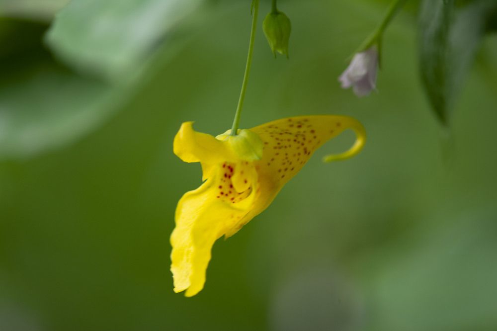 Фотография автора Ali VARILCI