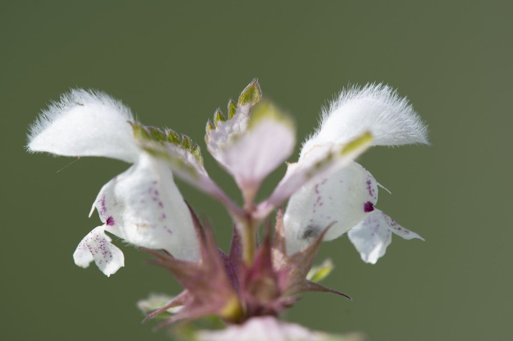 Фотография автора Ali VARILCI