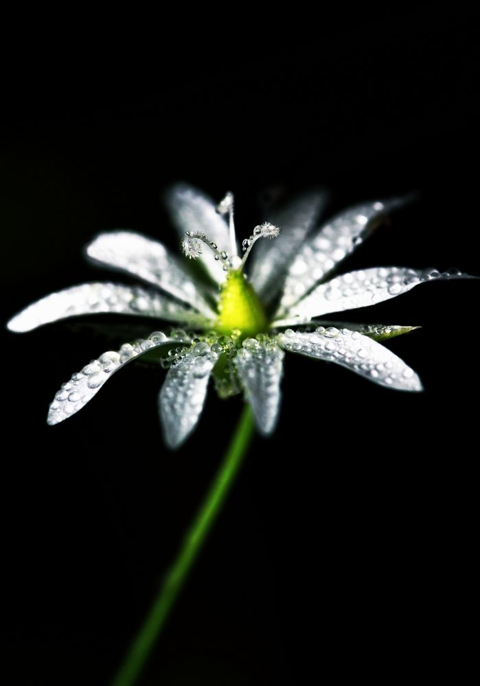 Звёздчатка болотная после росы