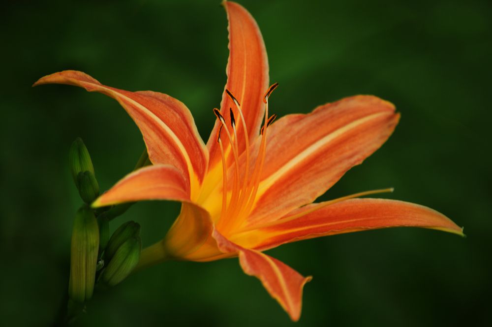 Photograph by Светлана Муравьева