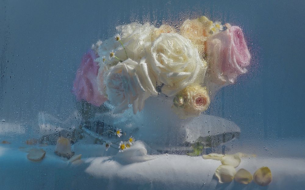 Белая роза… росою умыта