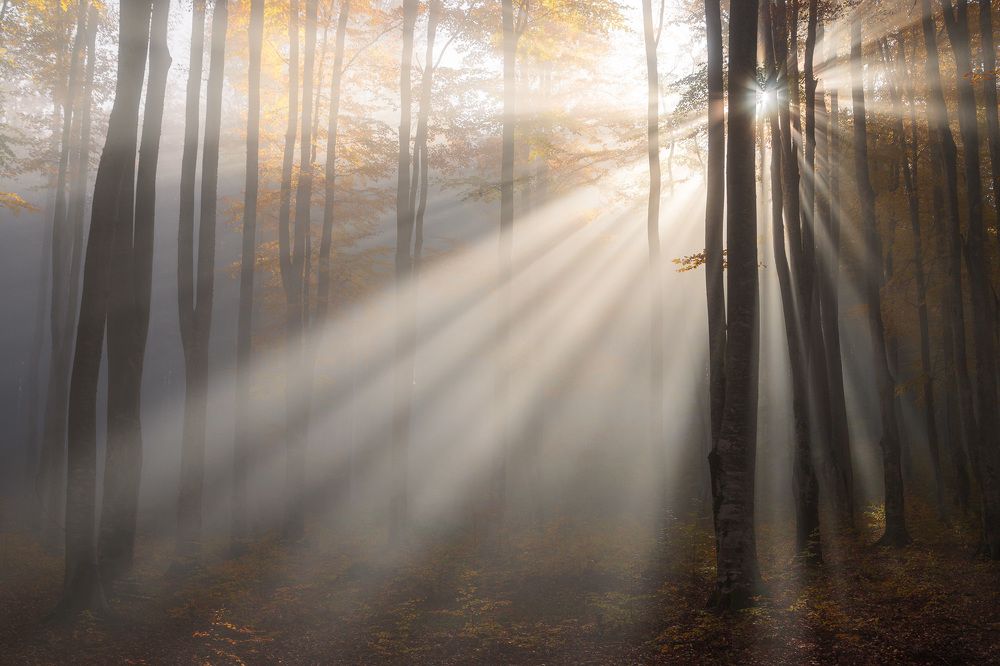 Photograph by Alex Coman