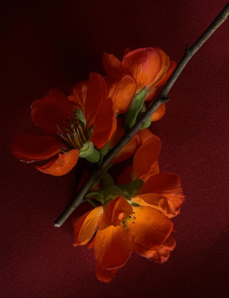 Фотография автора Рамзия Хисамутдинова