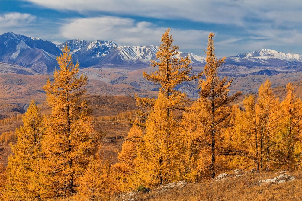 Золотая осень на Алтае.