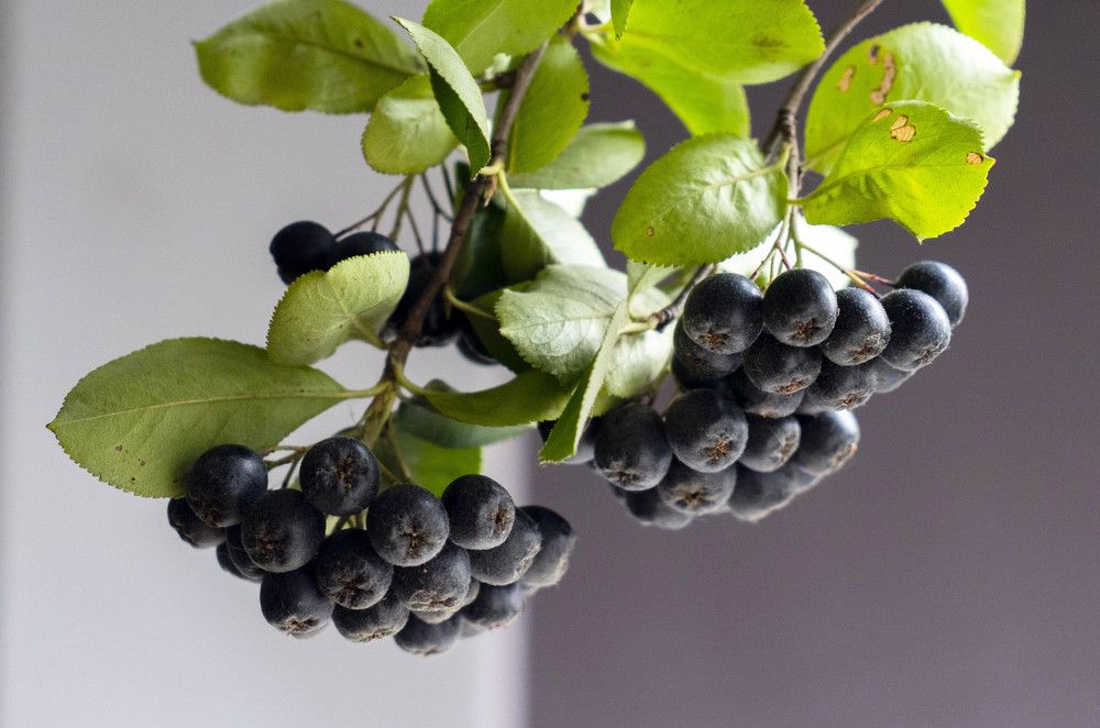 Photograph by Марина Вильдяева