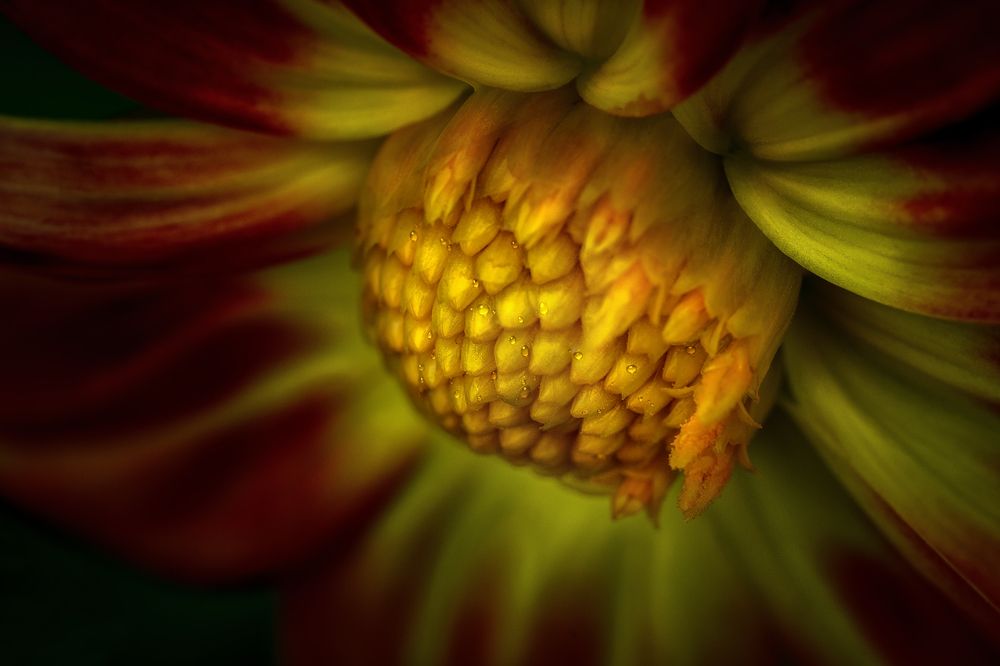 Фотография автора ЯR Ольга