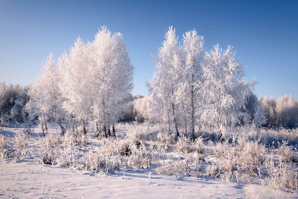 Белым снегом все запушено...