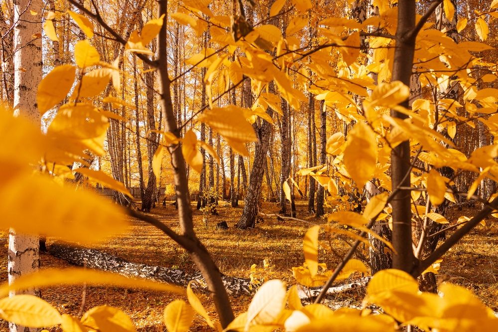 Photograph by Ирина Кононова