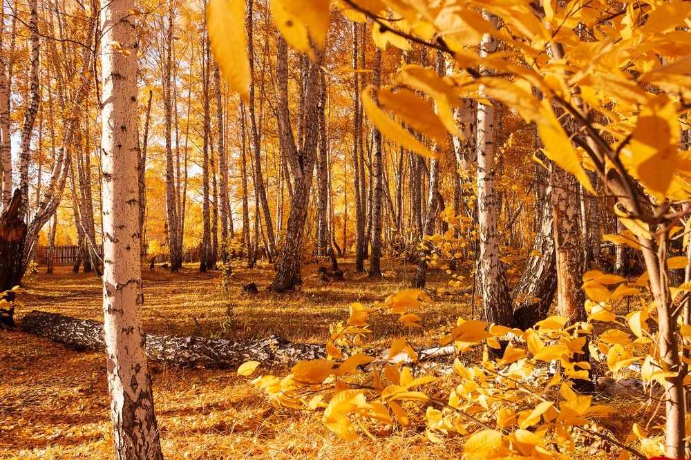 Photograph by Ирина Кононова