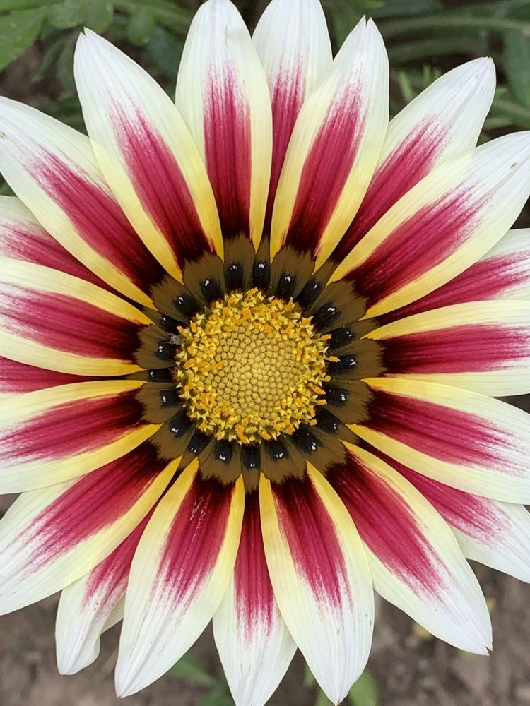 Газа́ния (лат. Gazania)
