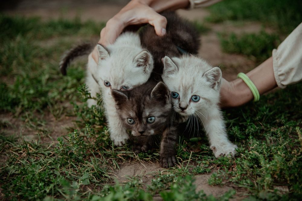 Фотография автора Елизавета Ковалева