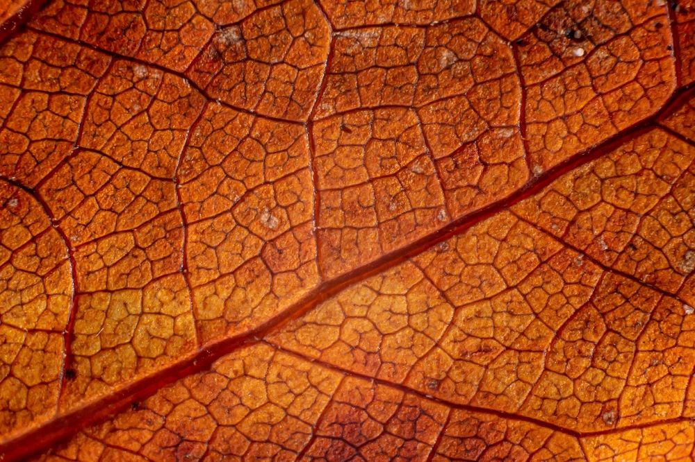 Photograph by Robert Barna