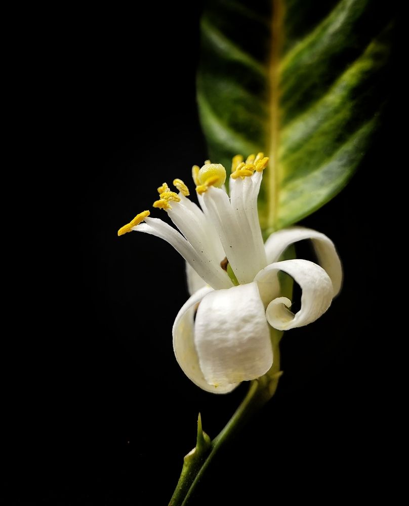 Photograph by Oksana