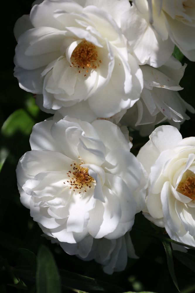 Photograph by Tatiana Serova