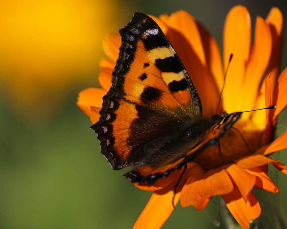 Photograph by Елена Федорова